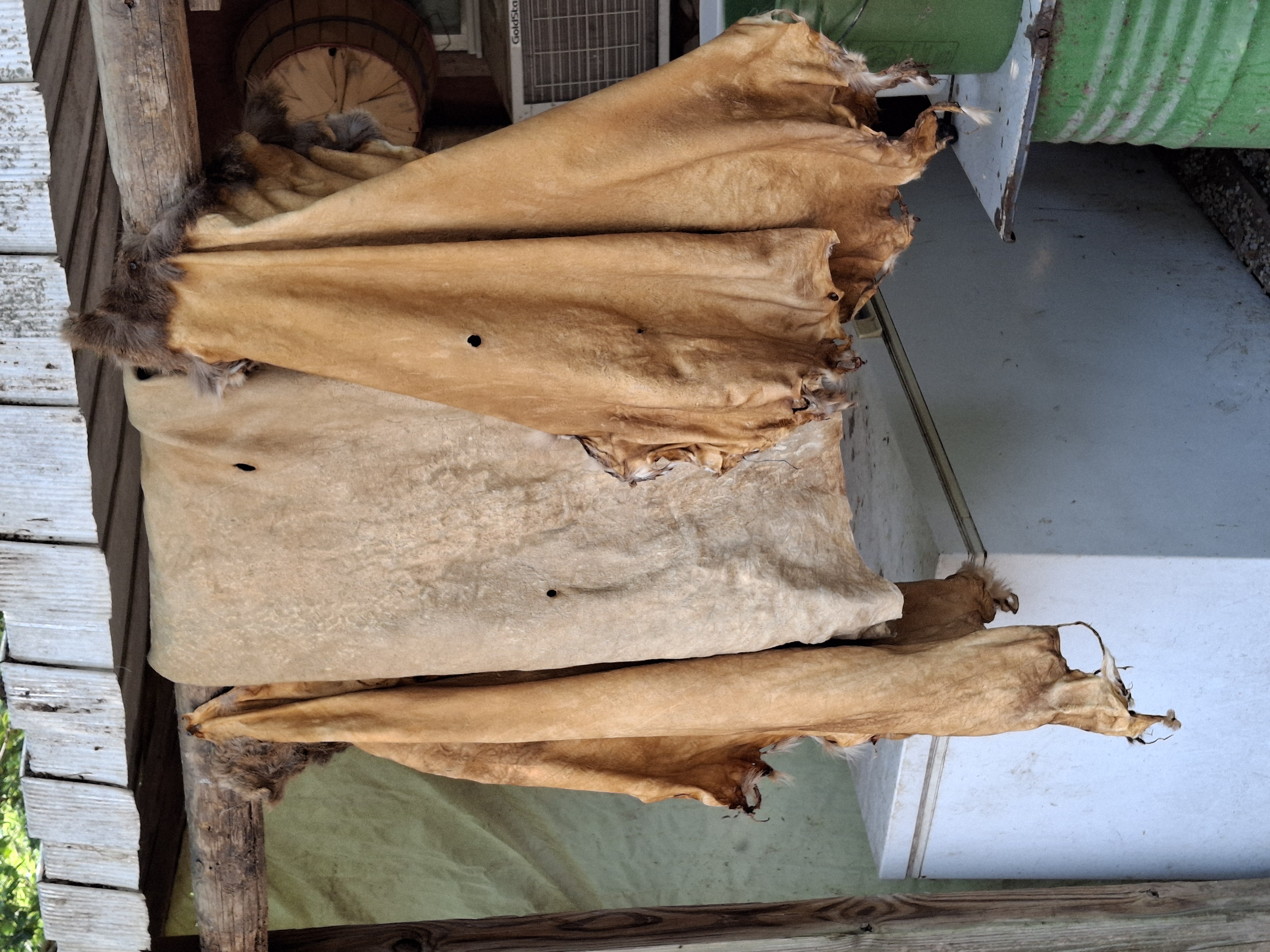 3bs Kansas Buckskin