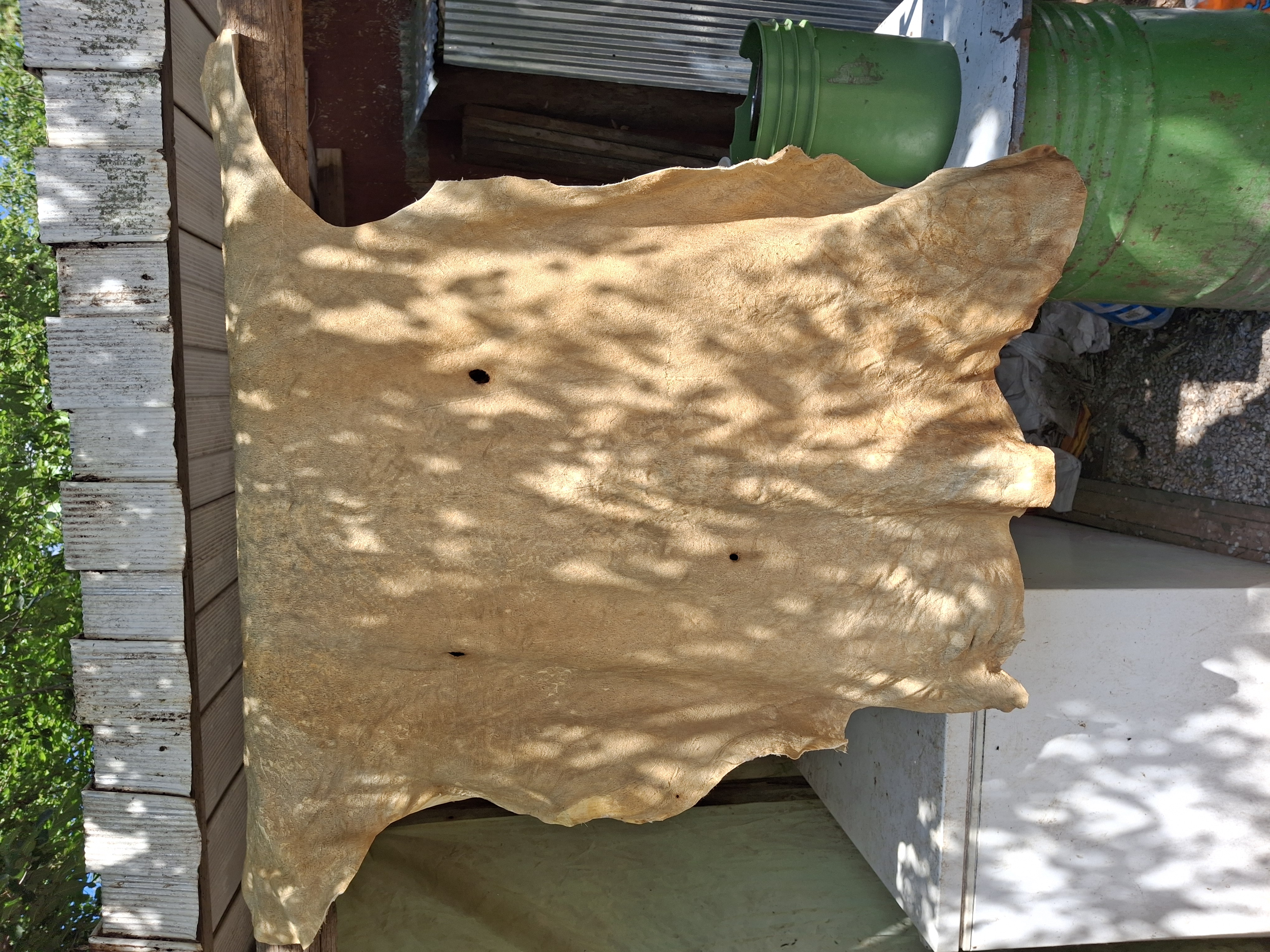 B0001 Finished Whitetail Buckskin