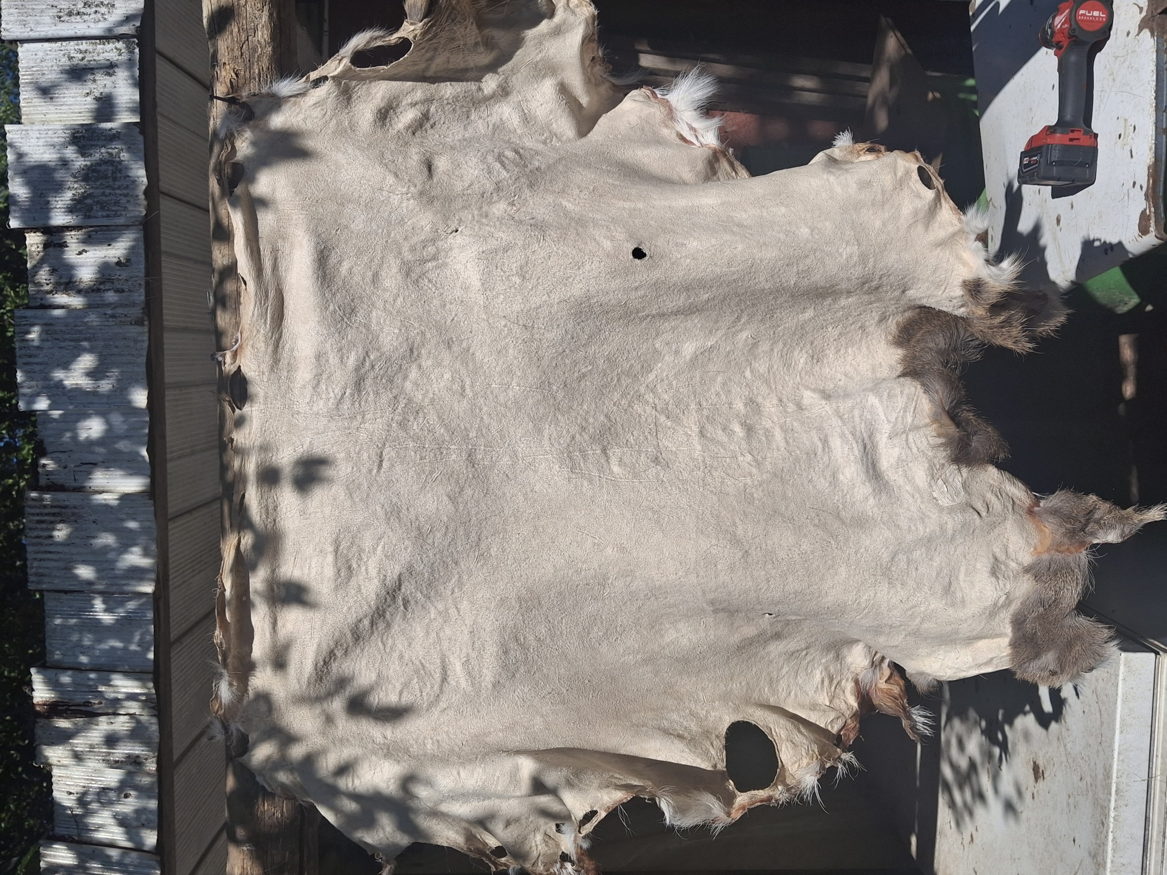 B0002 Buckskin